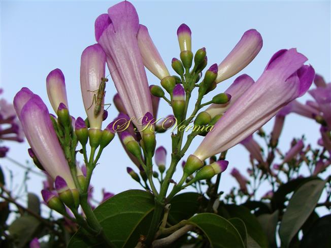  Inflorescence-Panicle of cymes in racemose manner